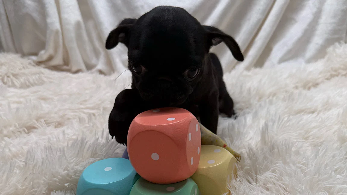 Pug puppy playing with colorful big die