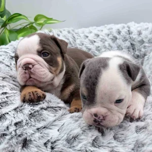 Two English bulldog puppies in a dog bed
