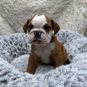 English bulldog puppy sitting in his dog bed.