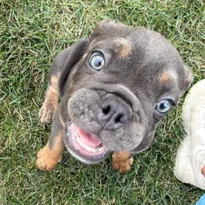 Potential owner playing with an English Bulldog puppy and wondering, English Bulldog vs Pitbull