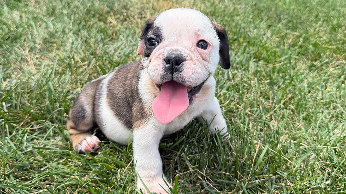 English Bulldog puppy sitting in the grass with his tongue out.