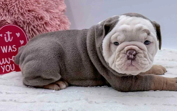English Bulldog puppy lying on a white blanket with a heart-shaped pillow in the background