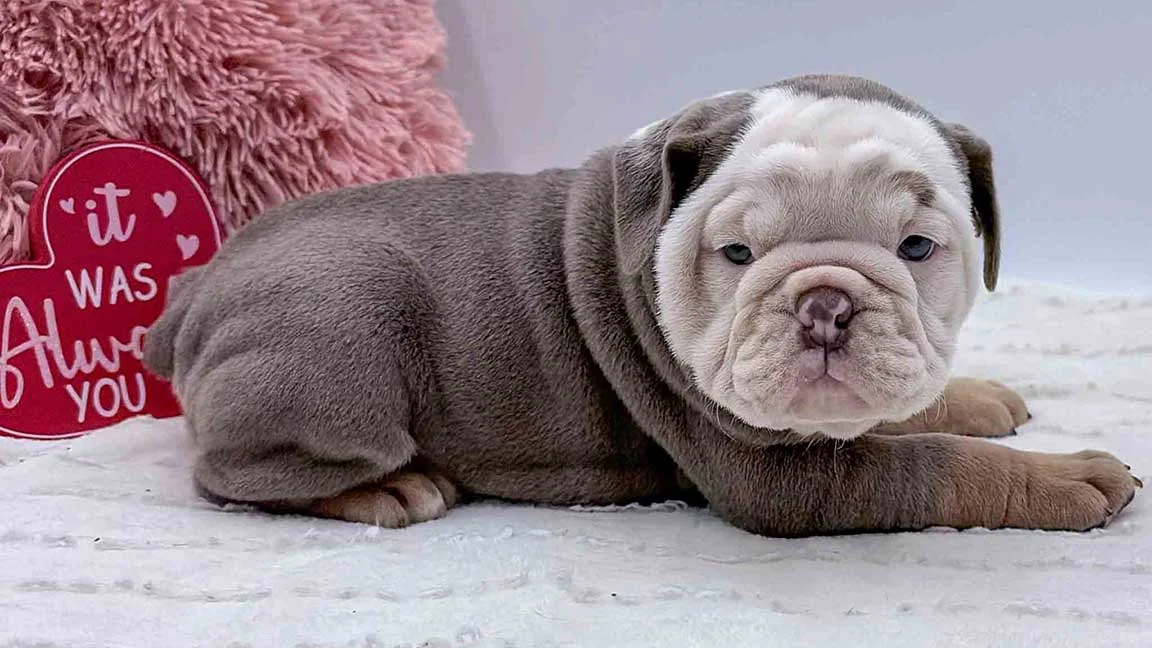 English Bulldog puppy lying on a white blanket with a heart-shaped pillow in the background