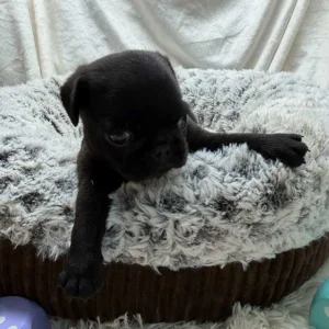 Pug puppy in a dog bed