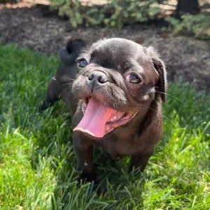 Black Pug puppy with moderate Pug exercise needs, playing outside