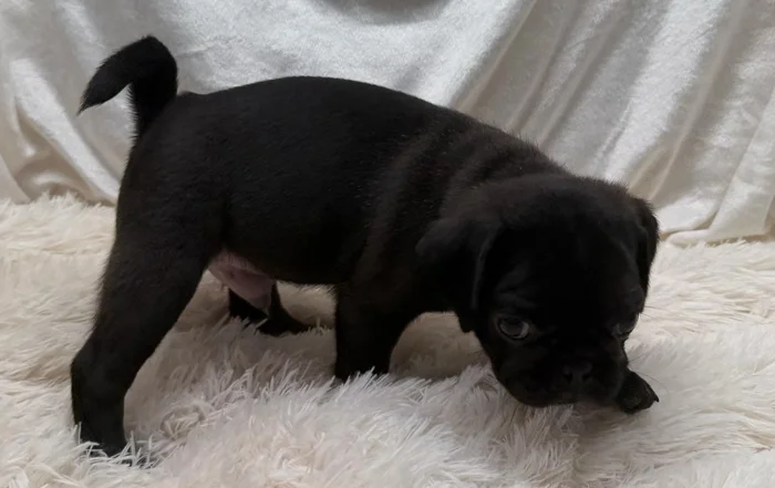 Black Pug puppy smelling the white rug he is standing on
