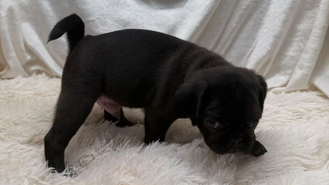 Black Pug puppy smelling the white rug he is standing on