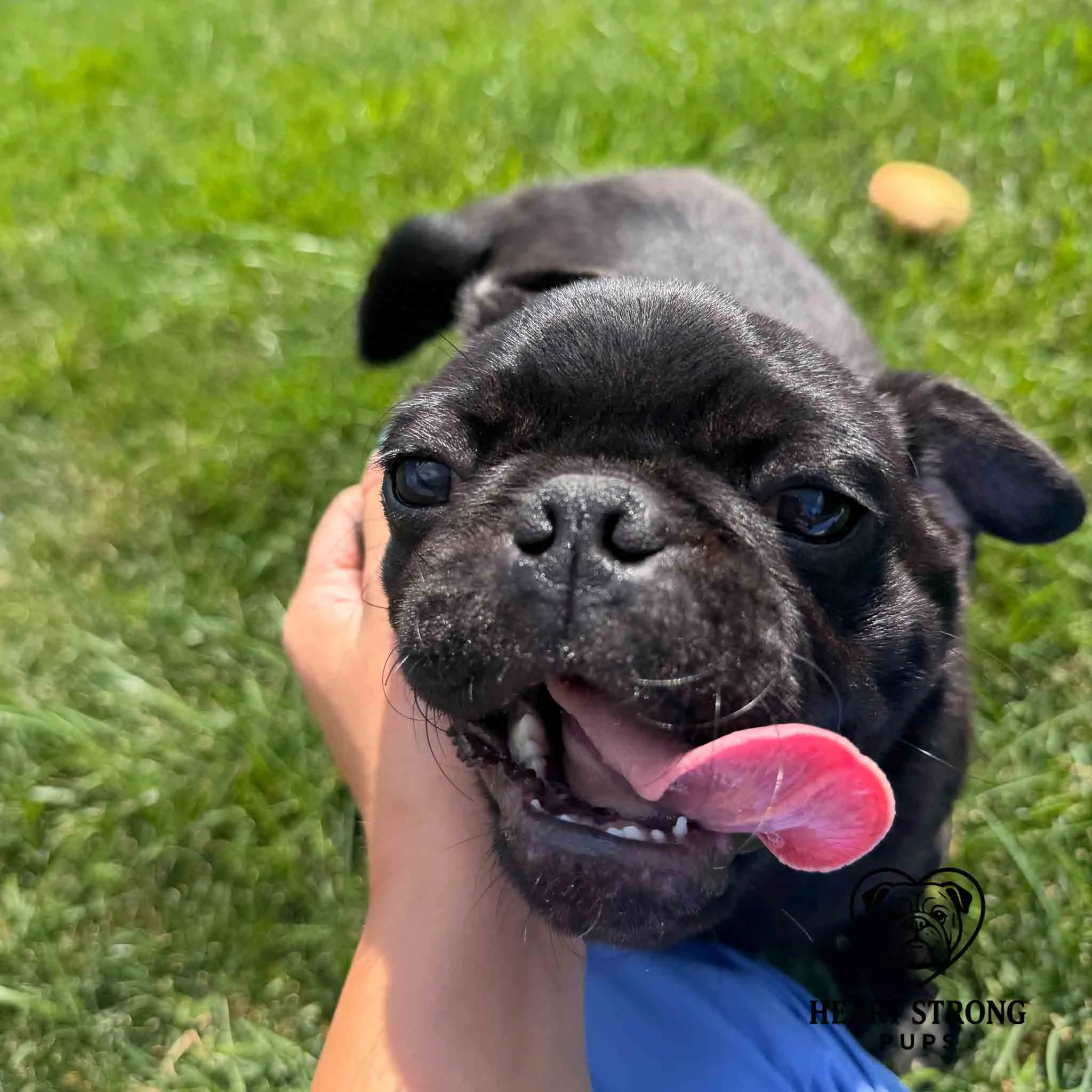 Black Pug puppy with tongue hanging out being petted