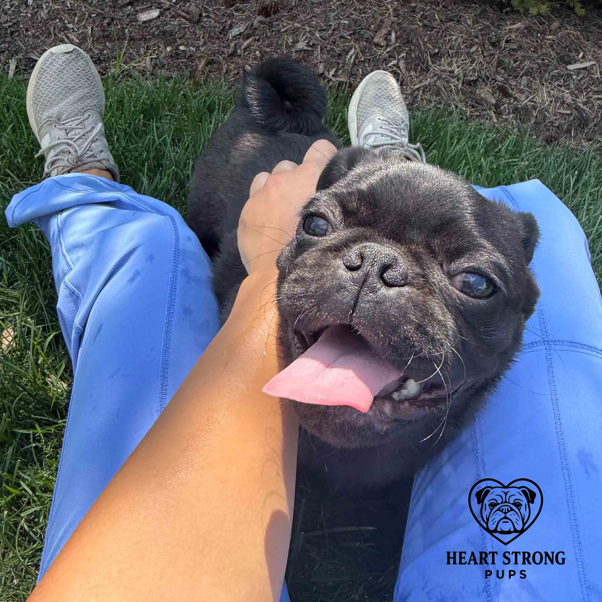Pug puppy with red tongue hanging out enjoying a pet while snuggled between friends legs