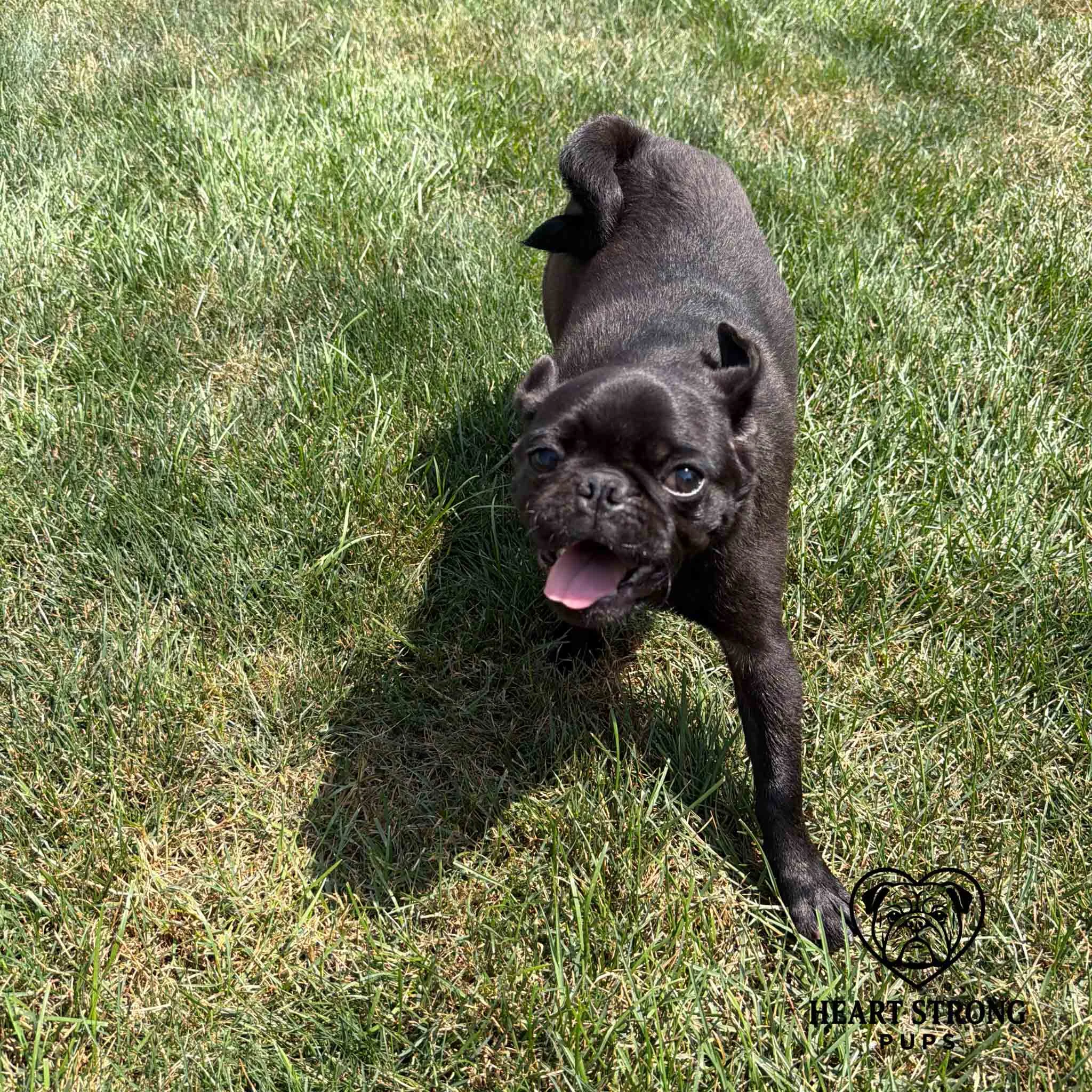 Pug pup running in yard with ears flying back and tail curled.