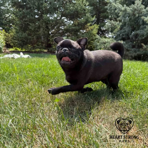 Pug puppy running in grass with trees in background