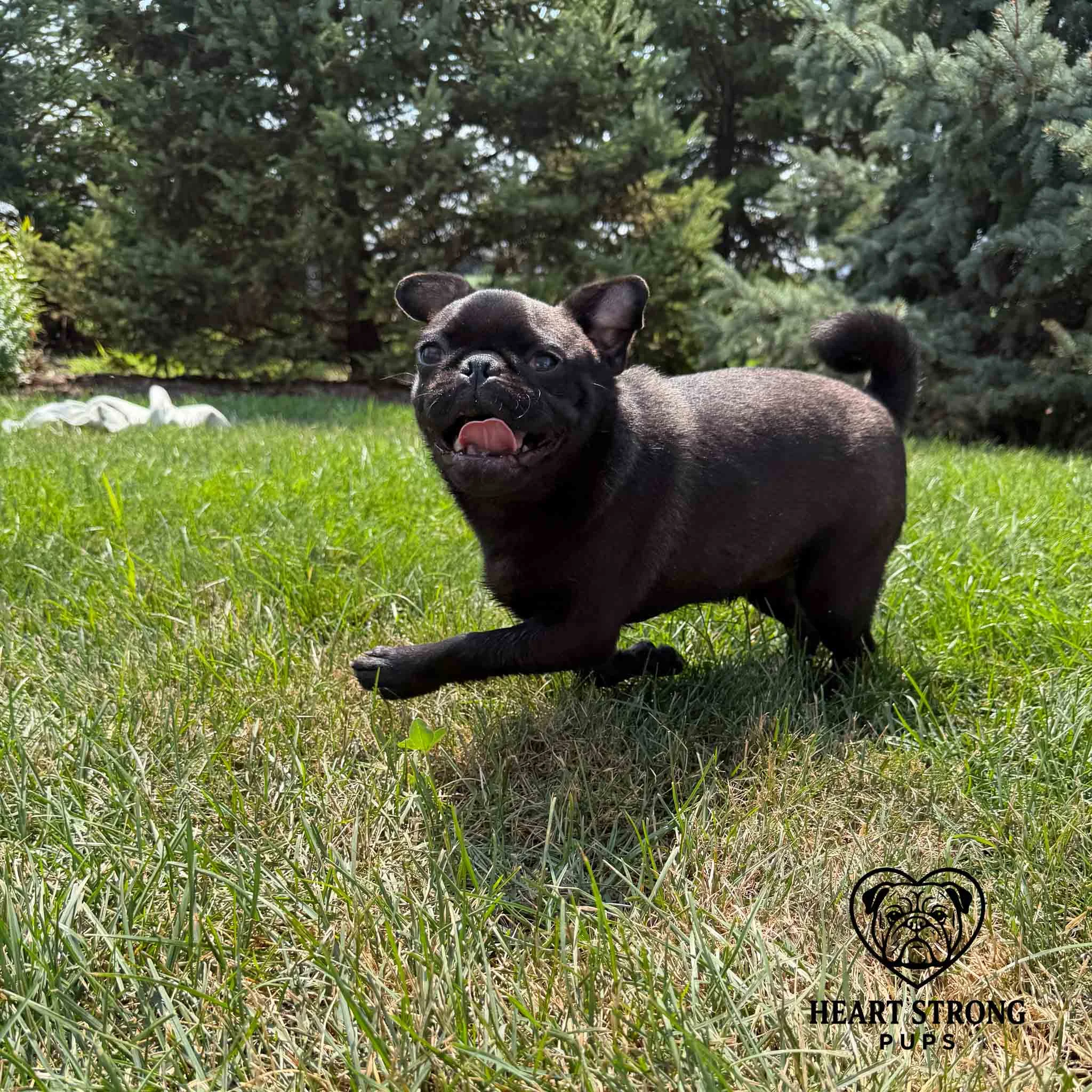 Pug puppy running in grass with trees in background