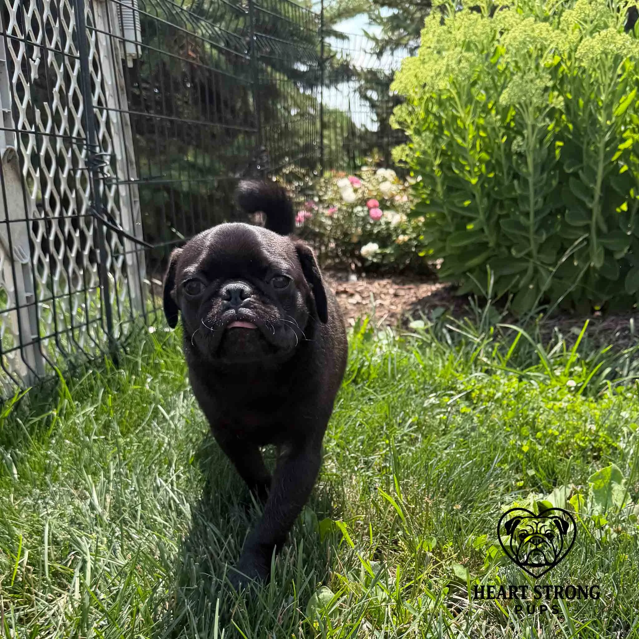 Pug puppy posing in front of flowers