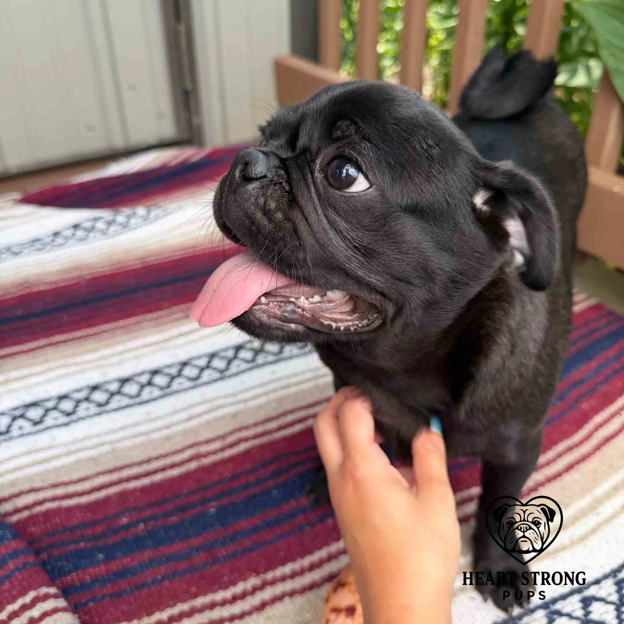 Pug puppy getting a little soft scratch has tongue hanging out.