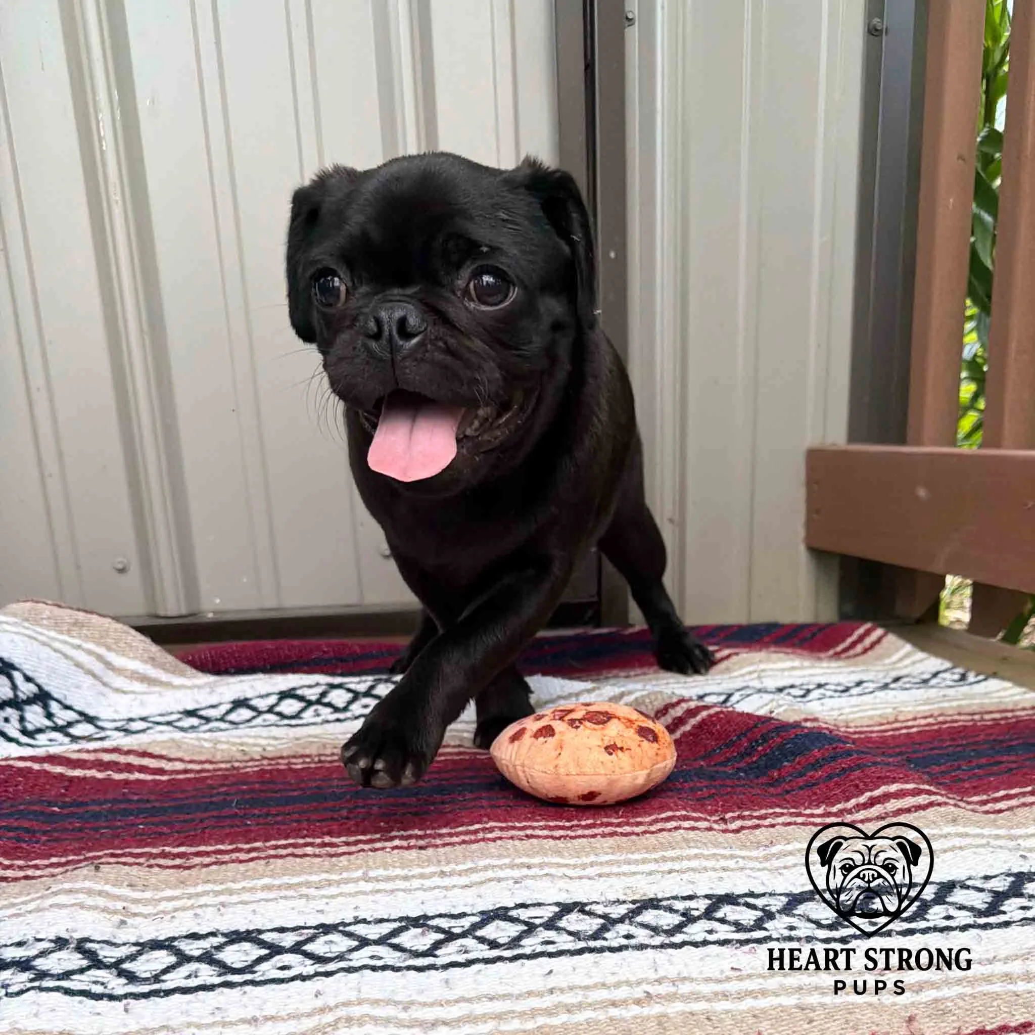 Black Pug puppy with tongue hanging out. running away from it's chew toy.