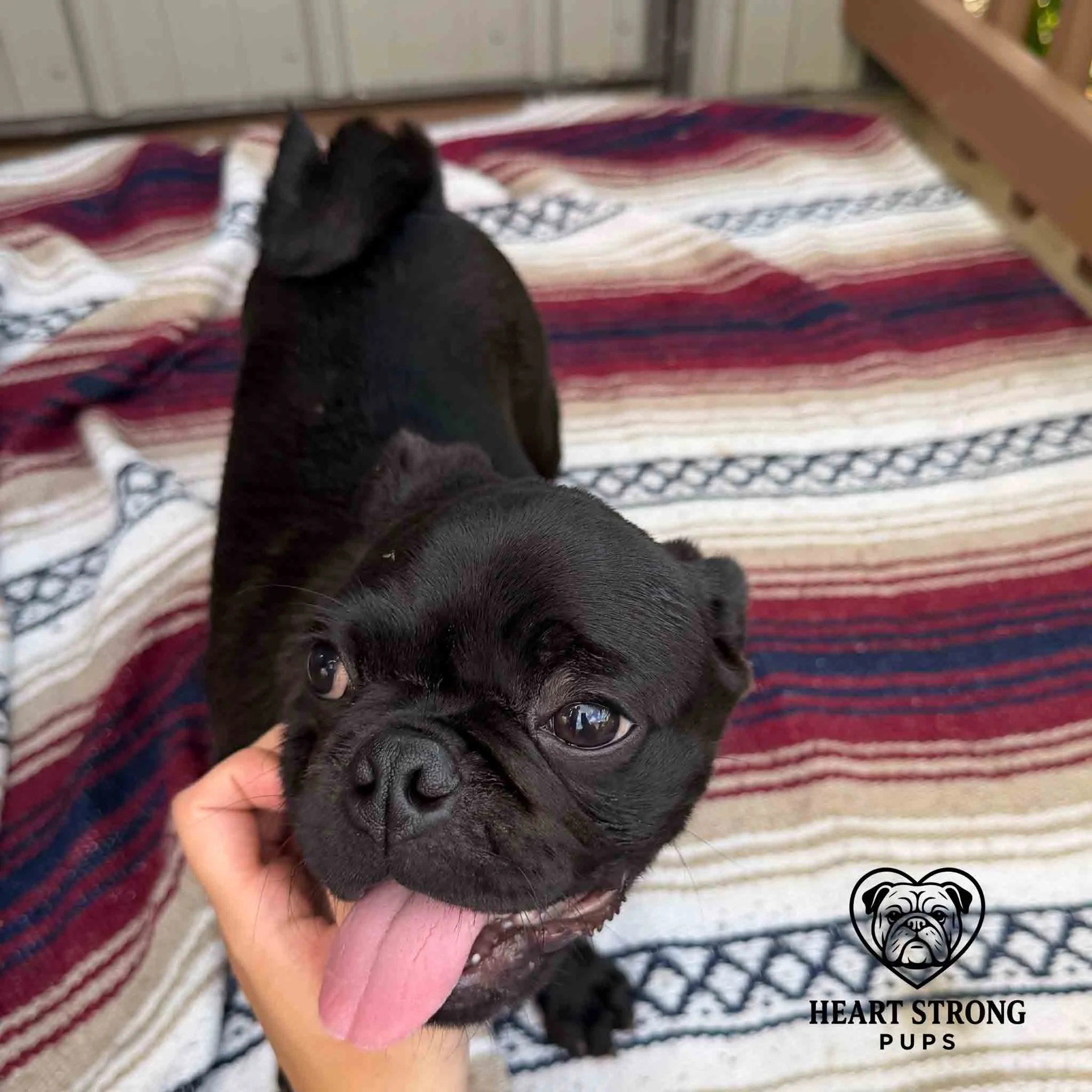 Black Pug pup getting a little pet with colorful rug in background
