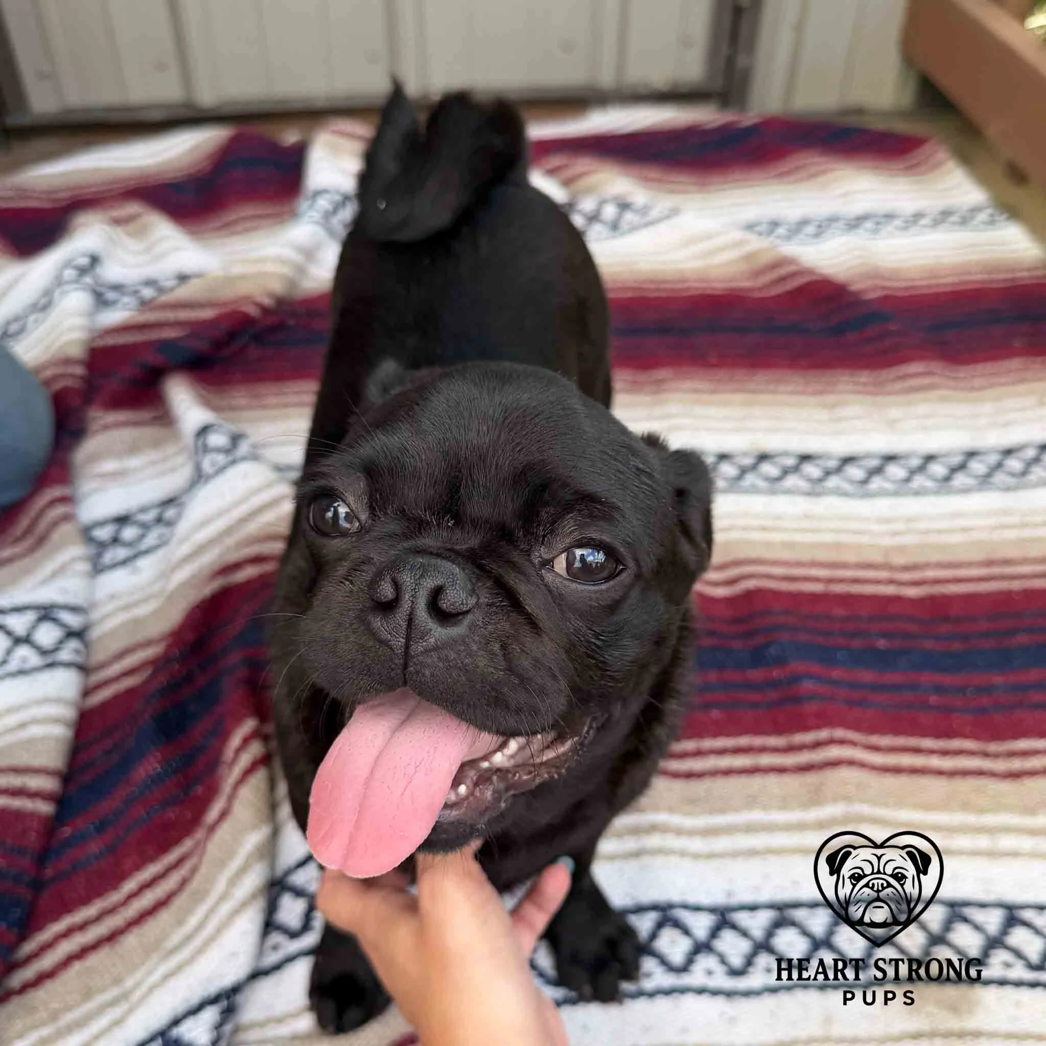 Black Pug Pup standing on colorful rug with its tongue hanging out