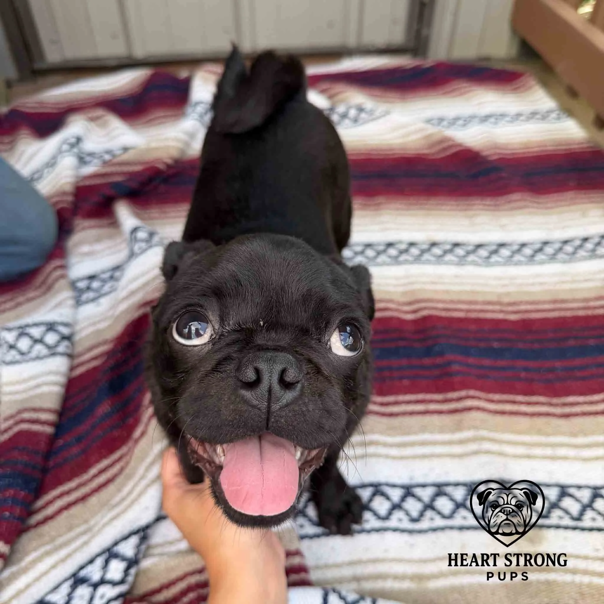 puppy giving the happy eyes and has tongue hanging out