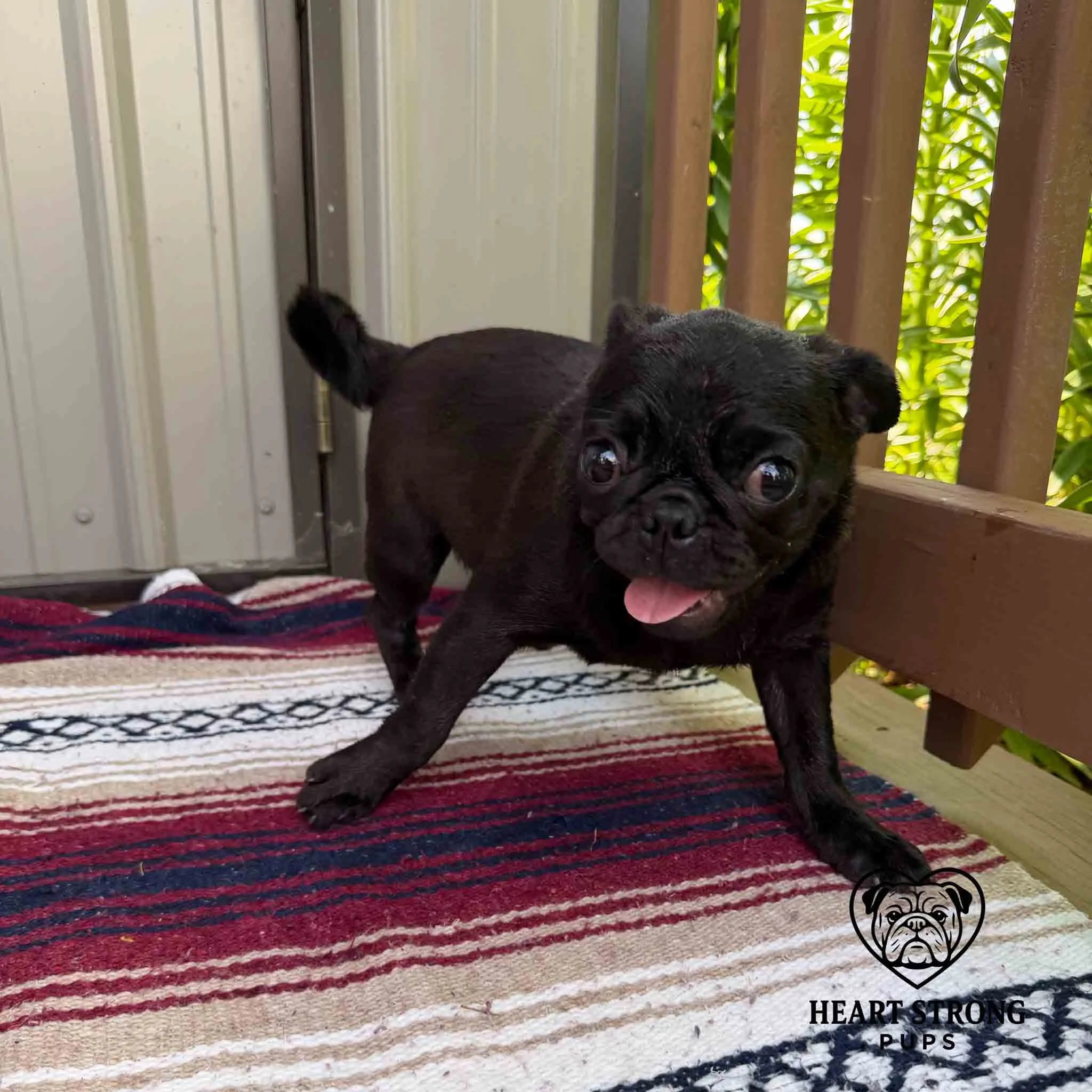 Pug the pup thinks she has an escape plan