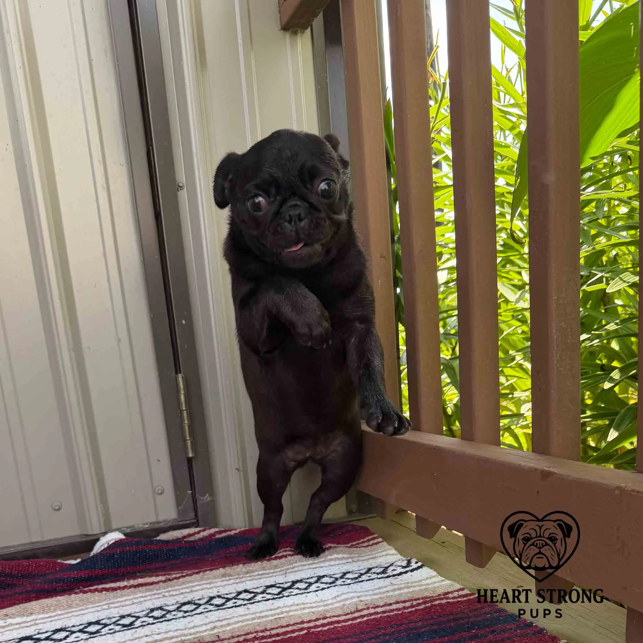 Pug ready to jump and definitely not posing for a photo