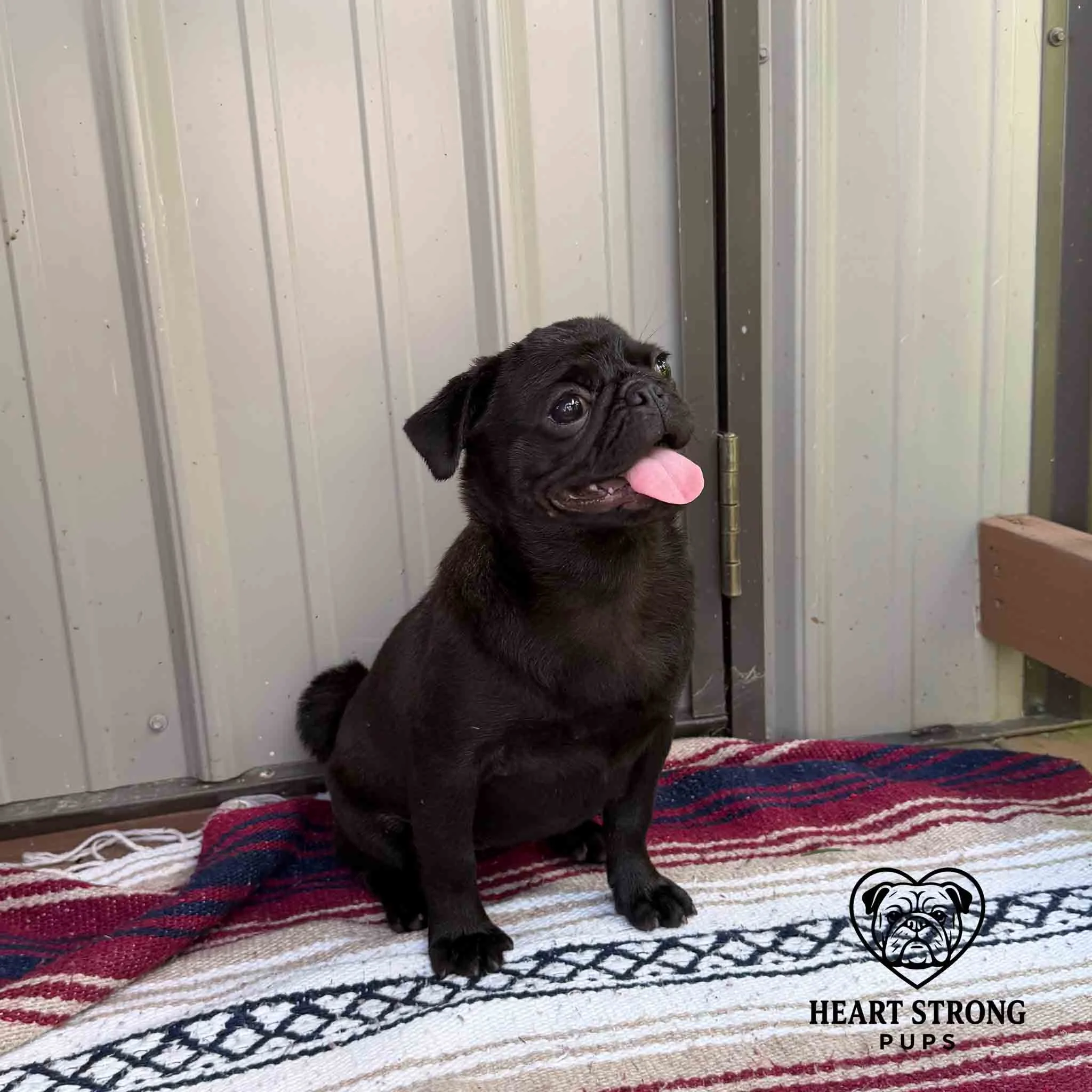 Pug Pup sitting on colorful rug with tongue hanging out