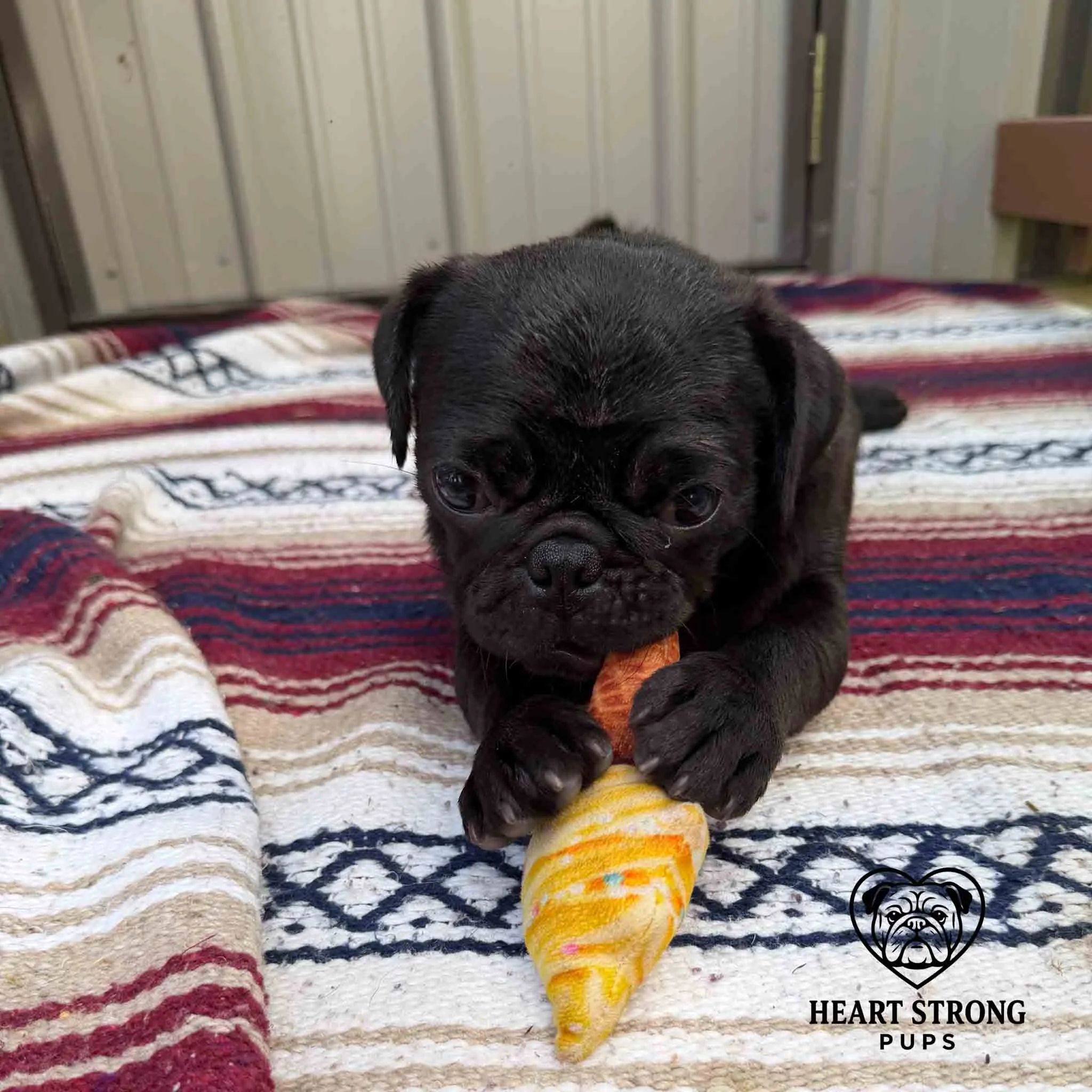Pug pup chewing on chew toy