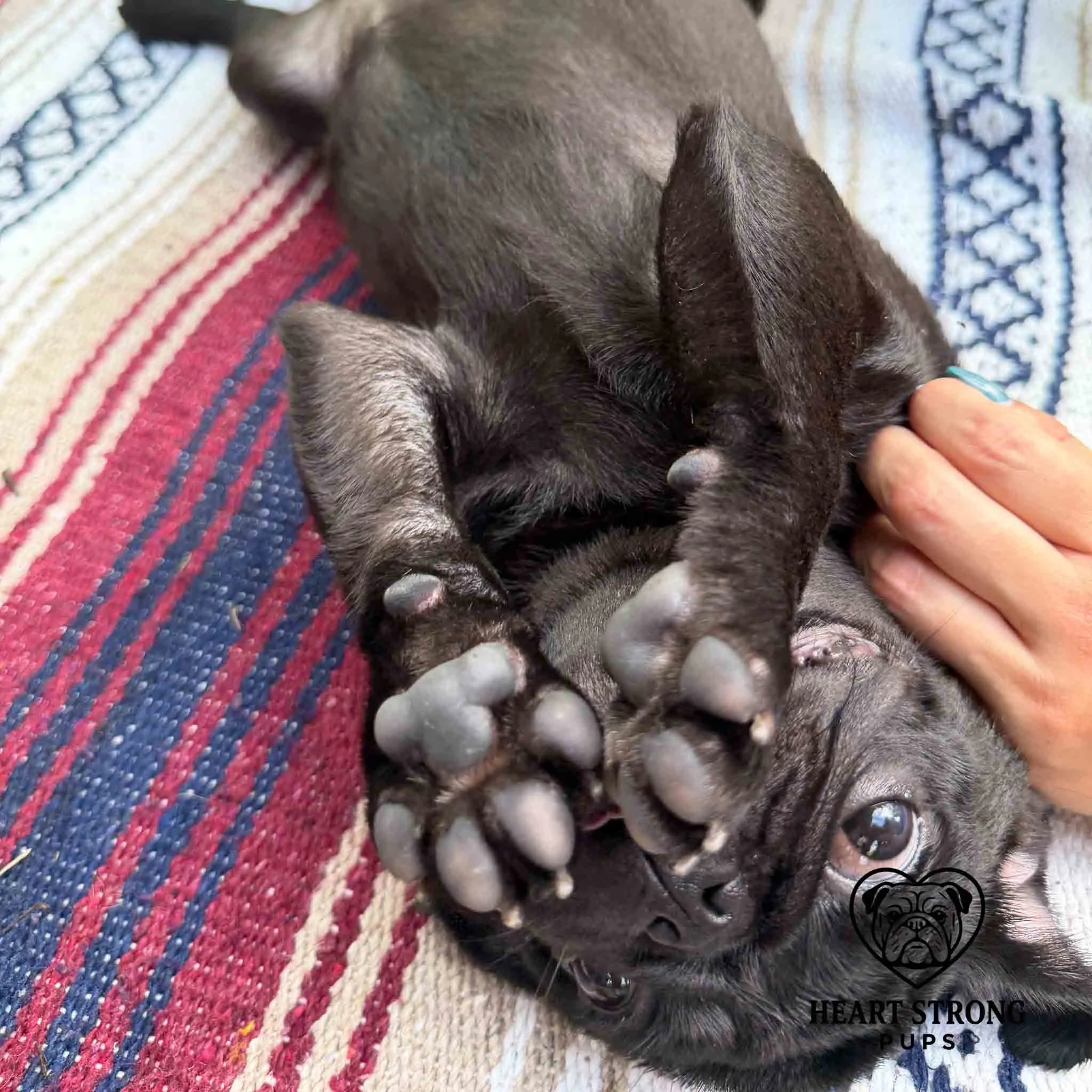 Pug pup loves laying on back and asking for a belly rub