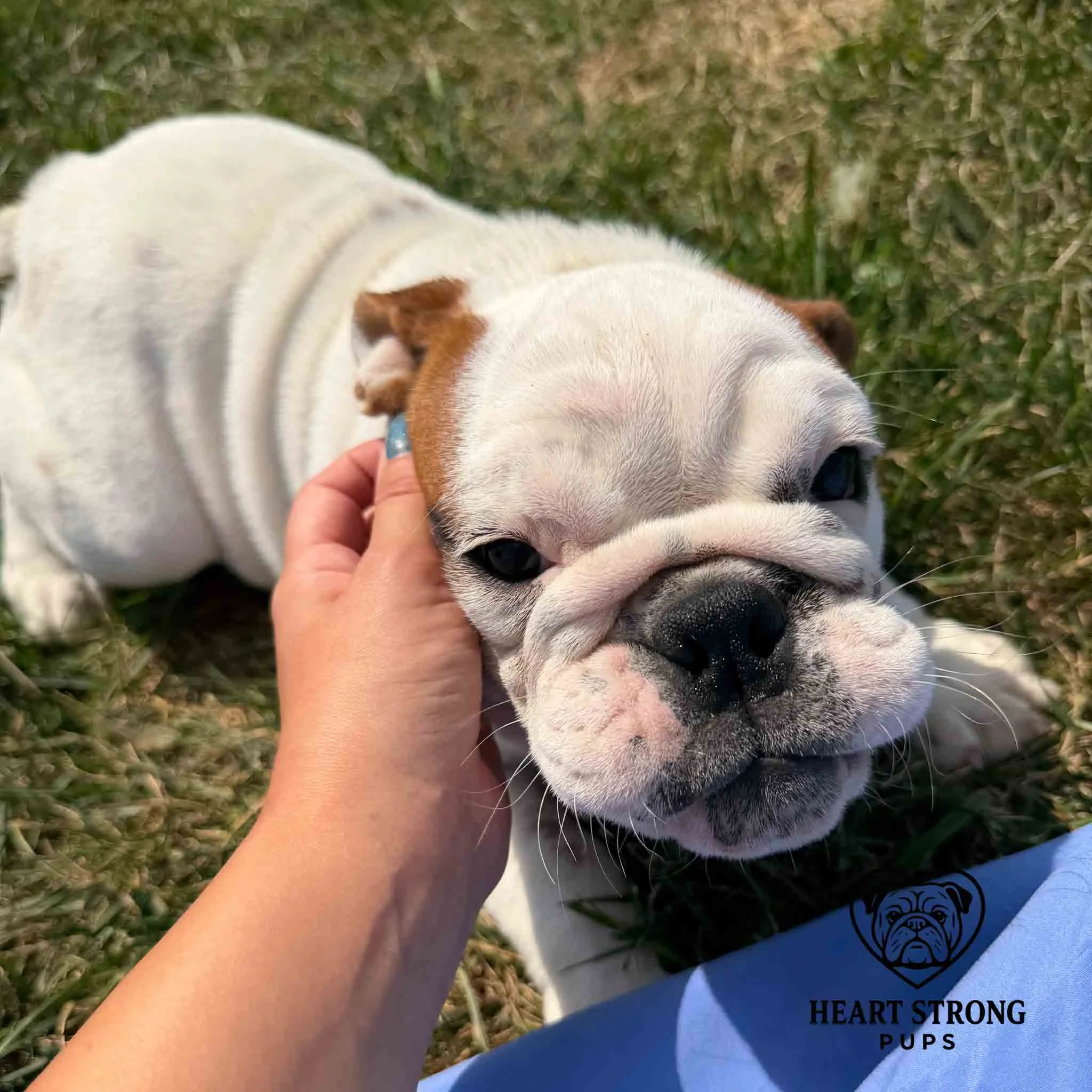 English Bulldog pup enjoying a head scratch