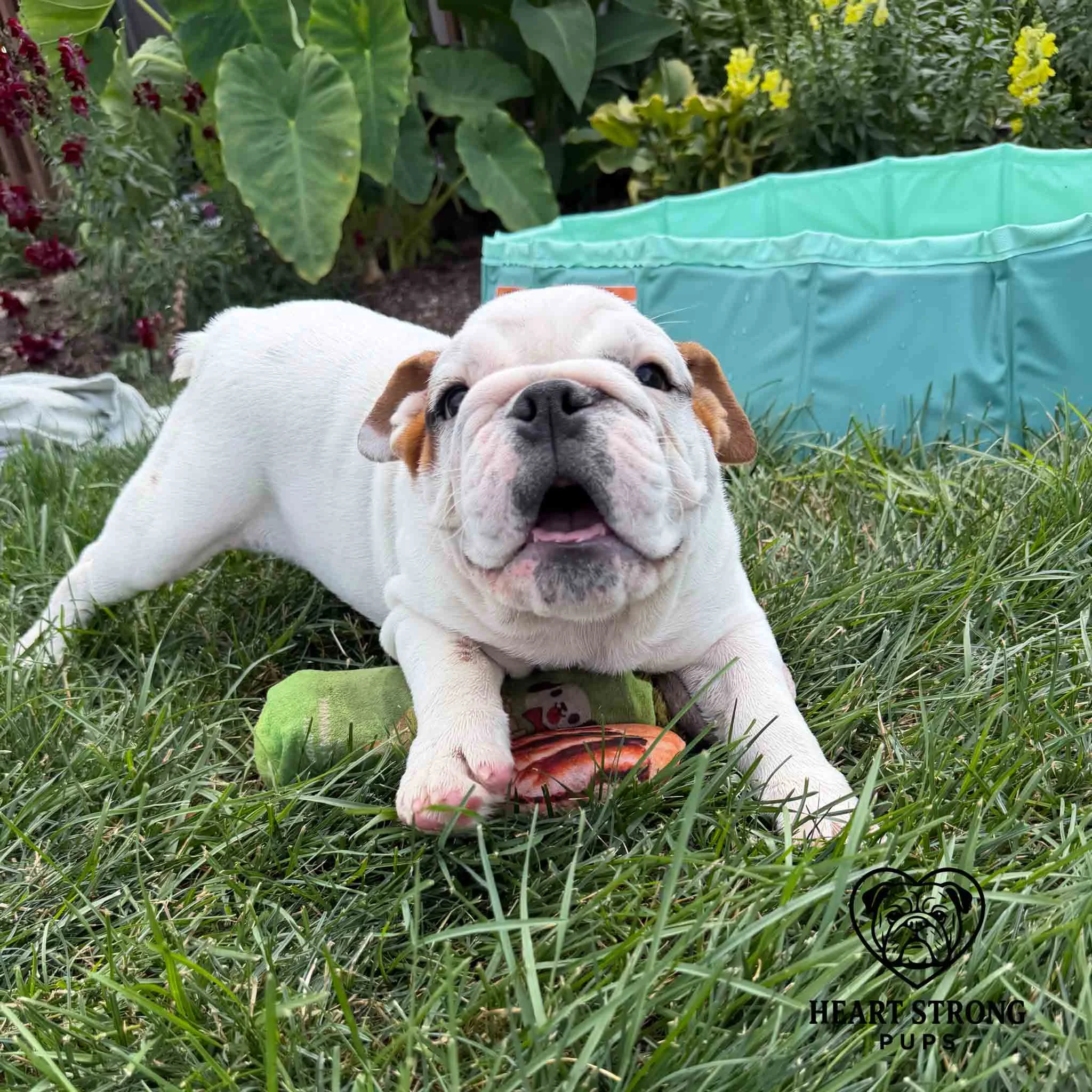 English Bulldog pup laying in yard chilling next to a pool
