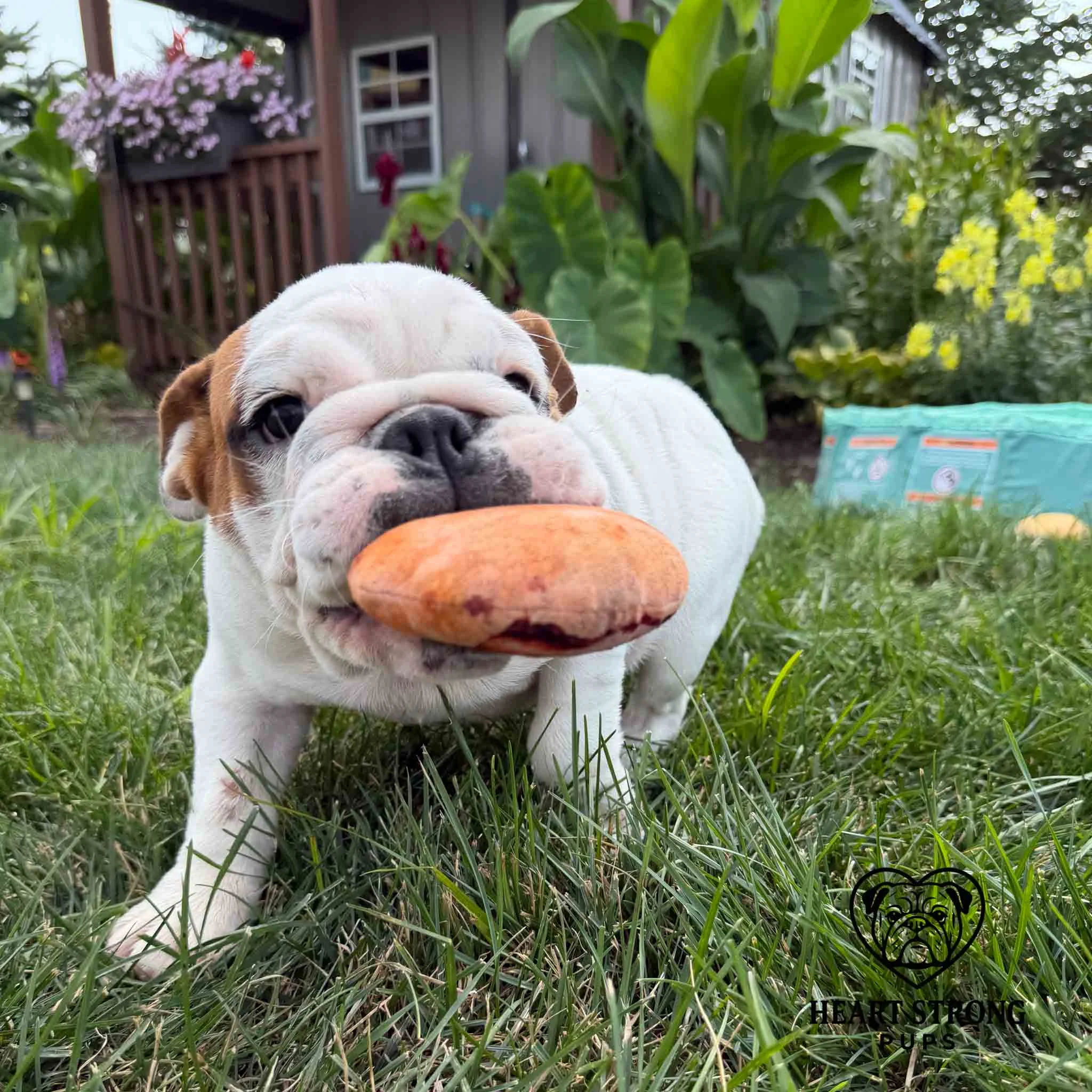 English Bulldog pup playing with chew toy.