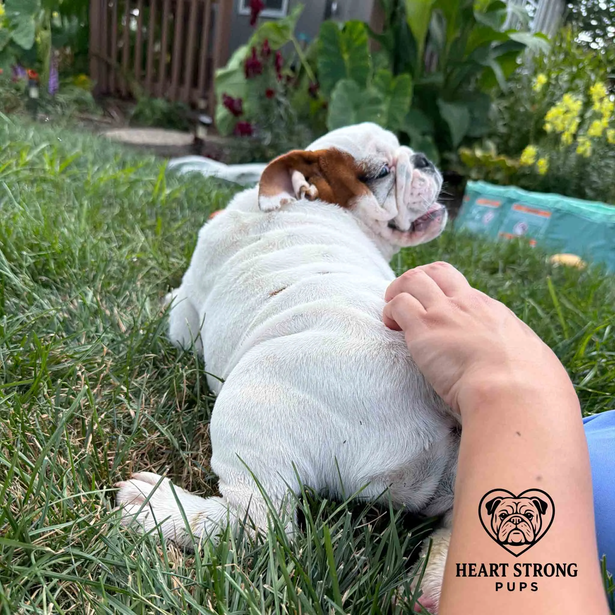 English Bulldog pup loving its butt scratch