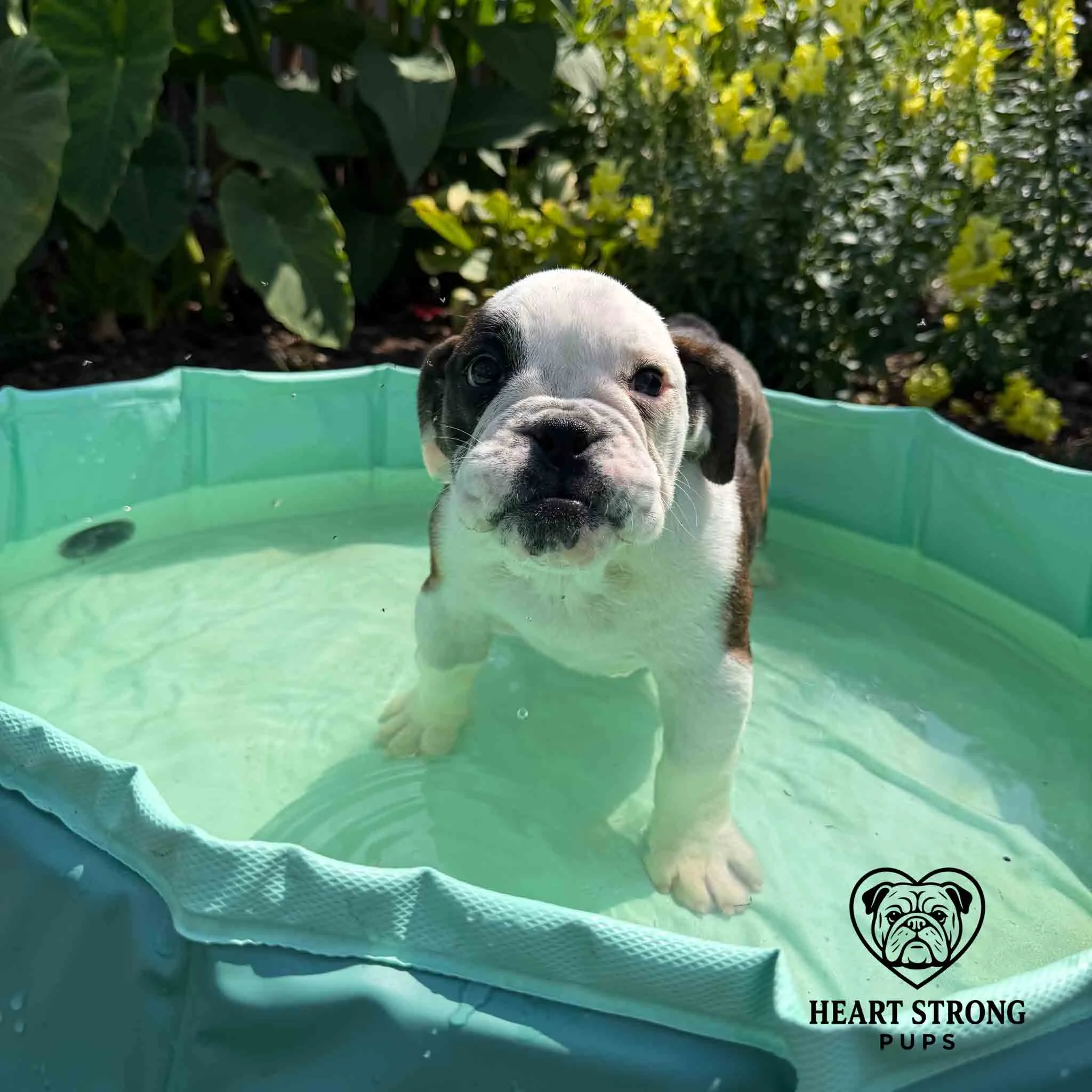 English Bulldog pup relaxing in a pool