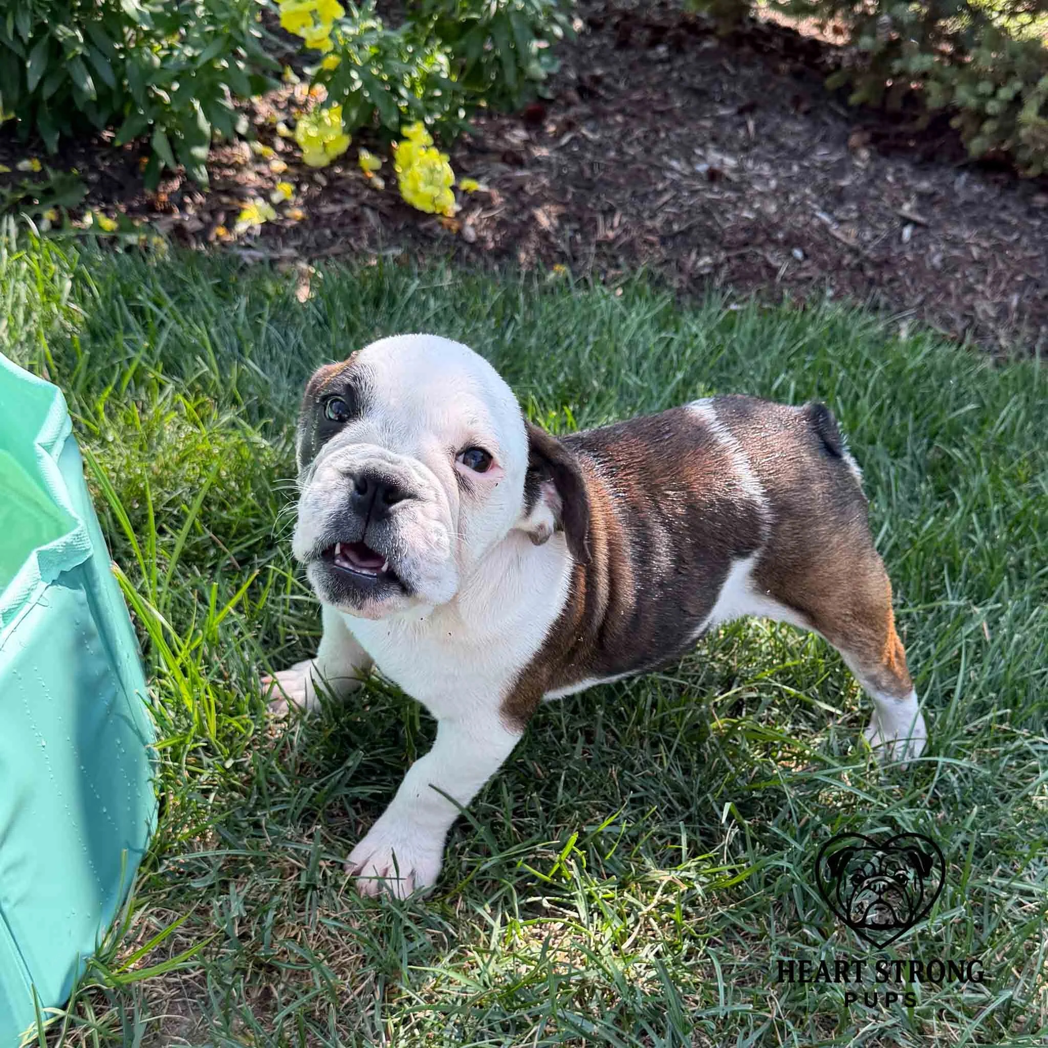 English Bulldog pup standing in grass beside a pool