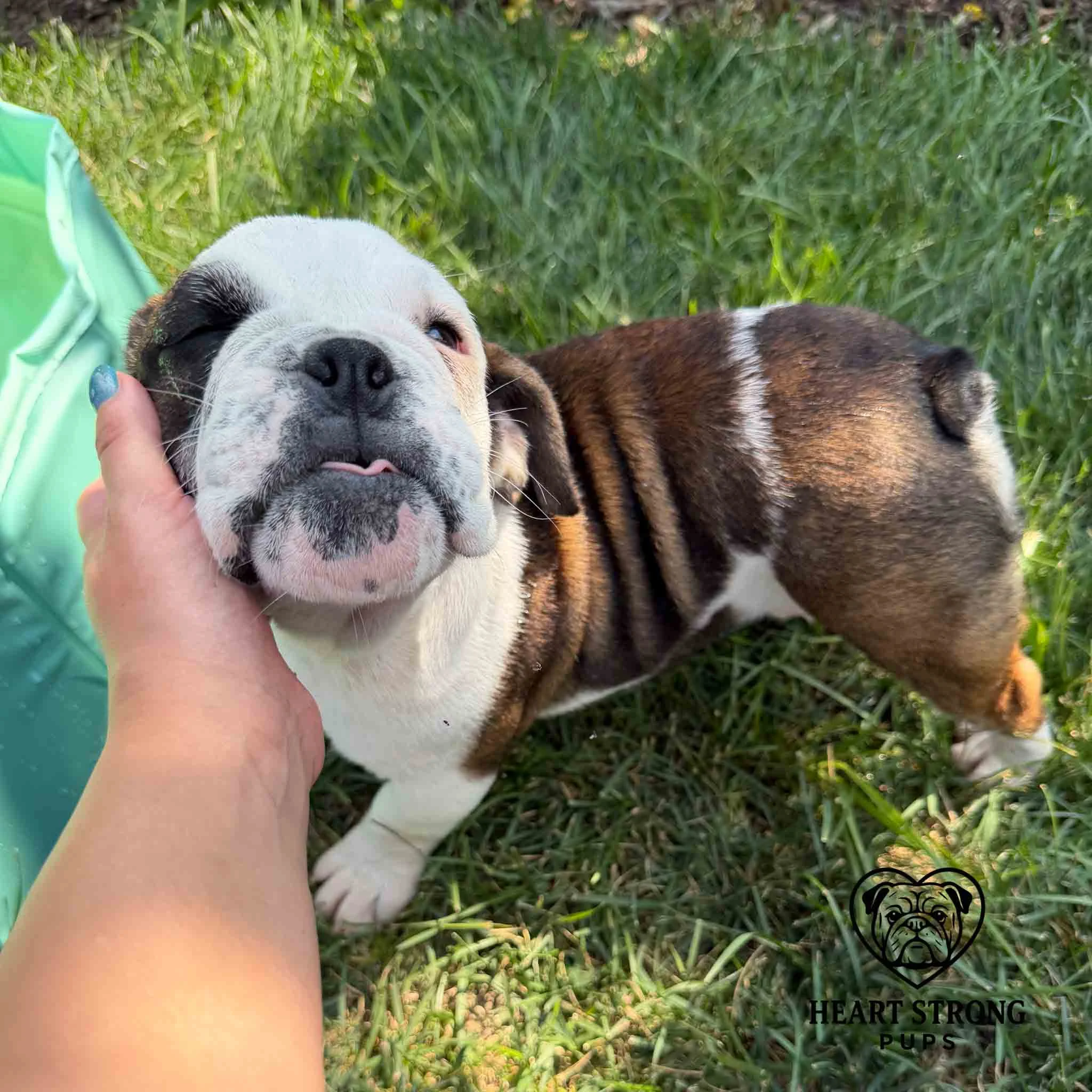 English Bulldog pup enjoying a head scratch