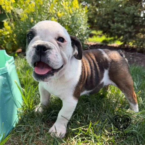 English Bulldog pup standing in grass with red tongue hanging out