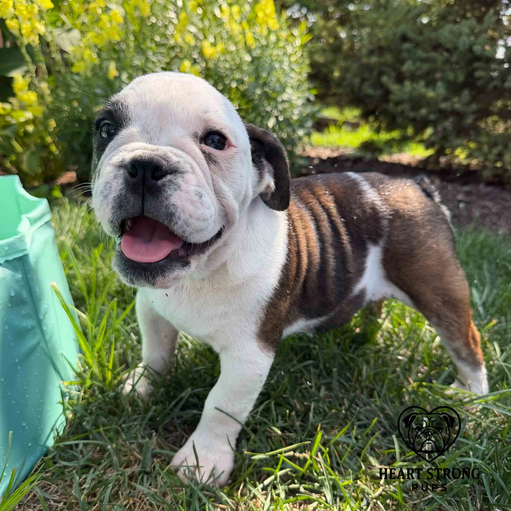 English Bulldog pup standing in grass with red tongue hanging out