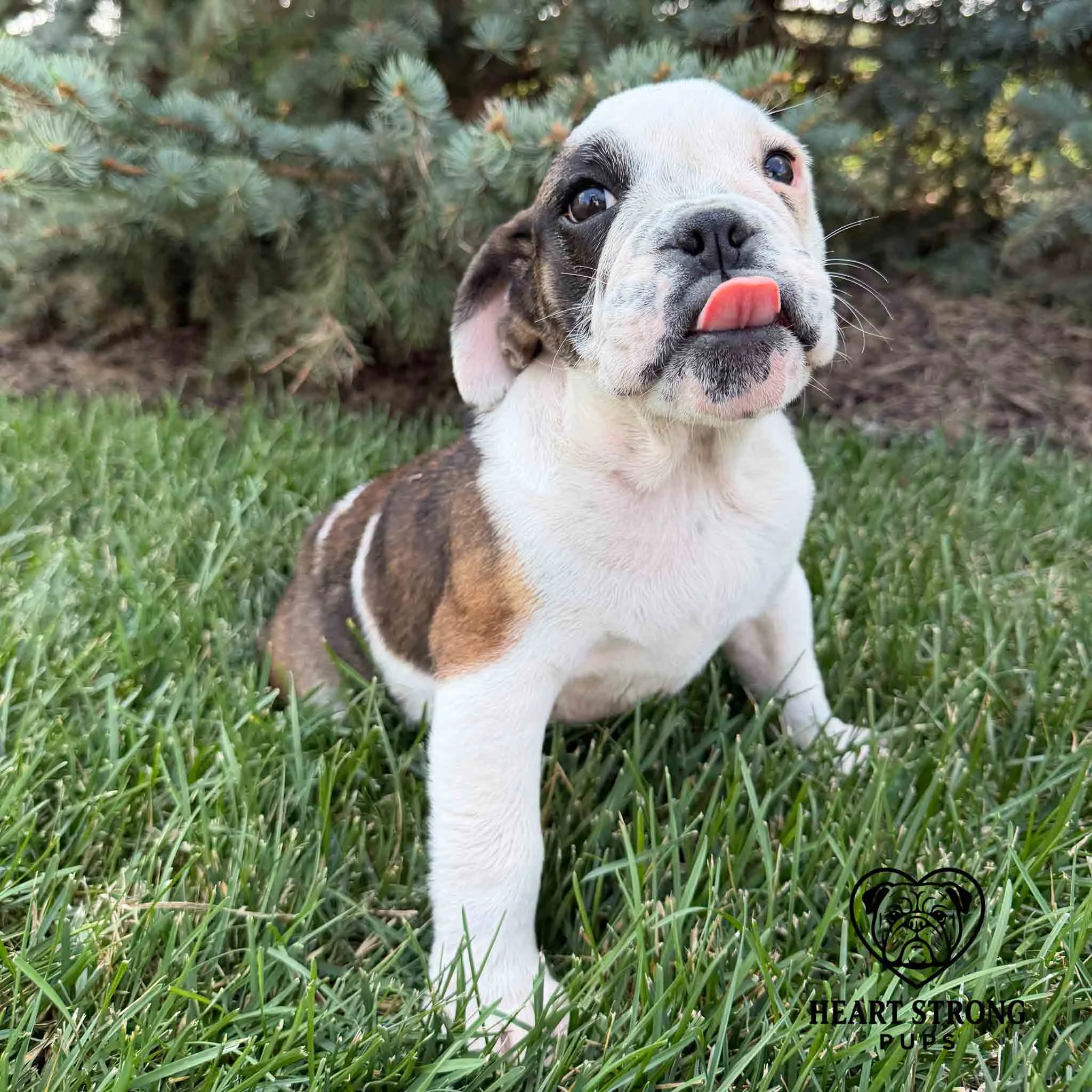 English Bulldog sitting in grass next to evergreen trees