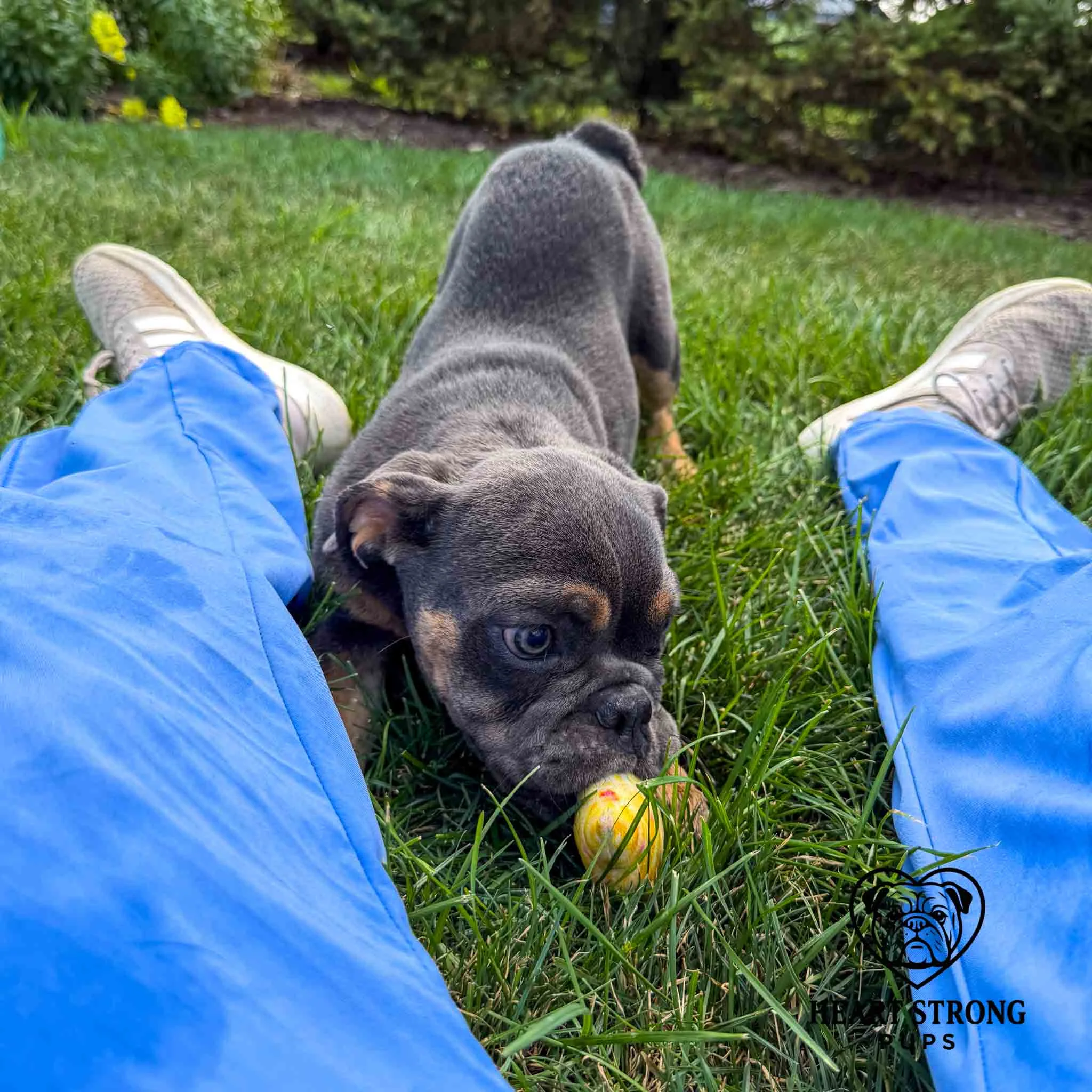 playful English Bulldog puppy playing with a toy in the green grass