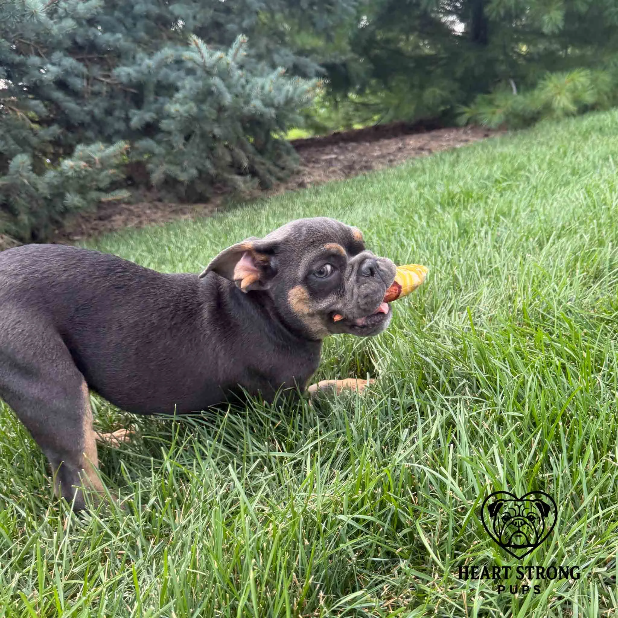 English Bulldog puppy playing with toy in mouth and giving the side eye.
