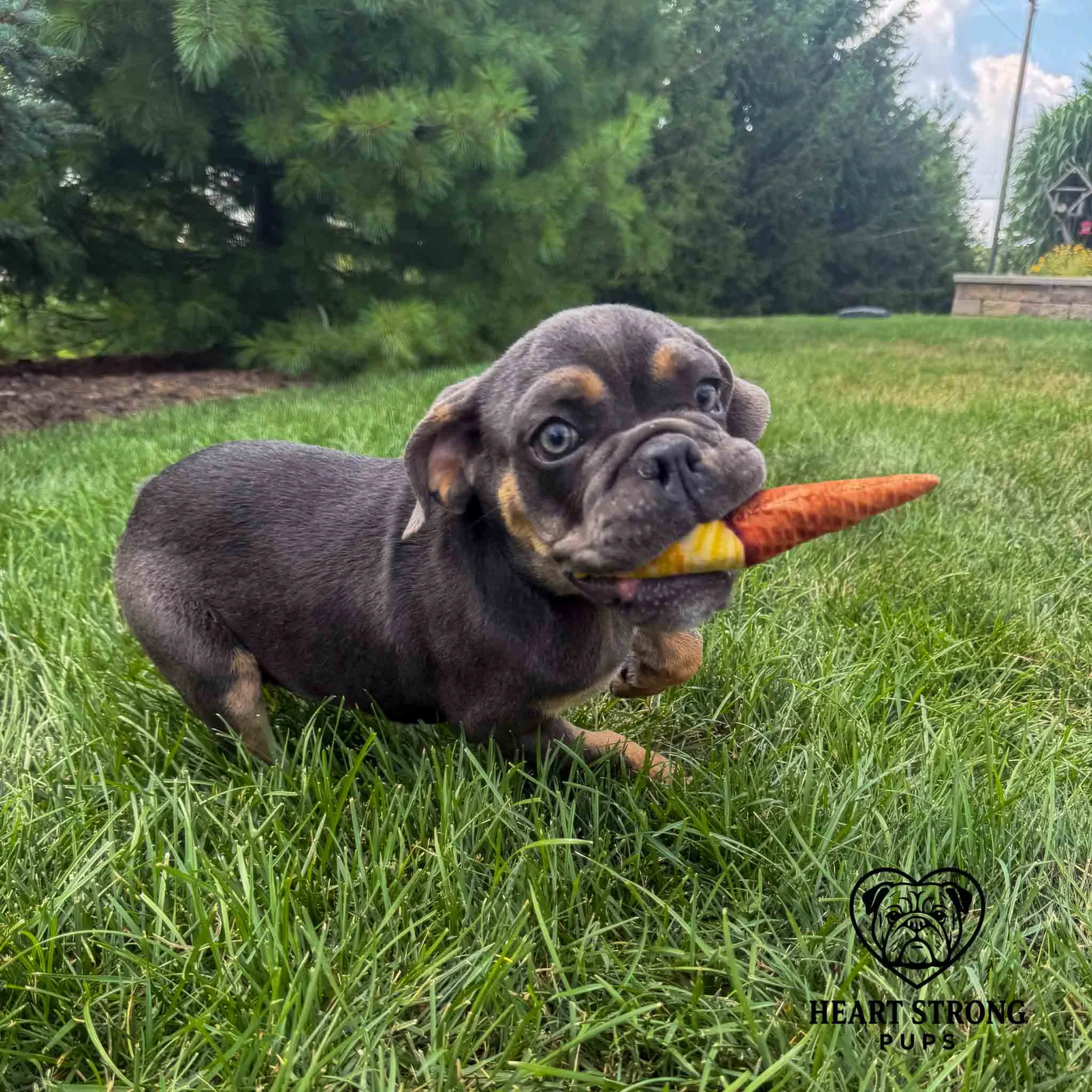 English Bulldog puppy playing in grassy yard with a soft chew toy