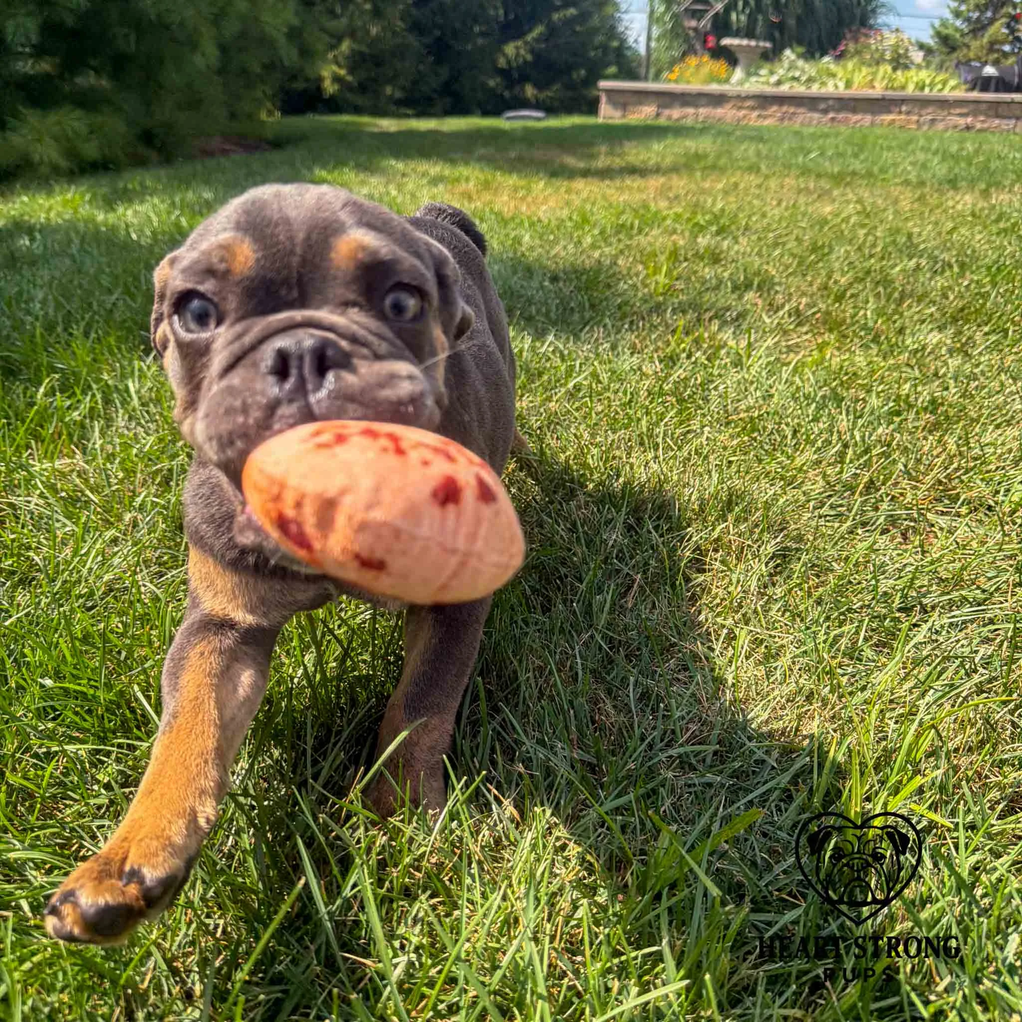 English Bulldog puppy playing with soft orange chew toy in grass with green trees