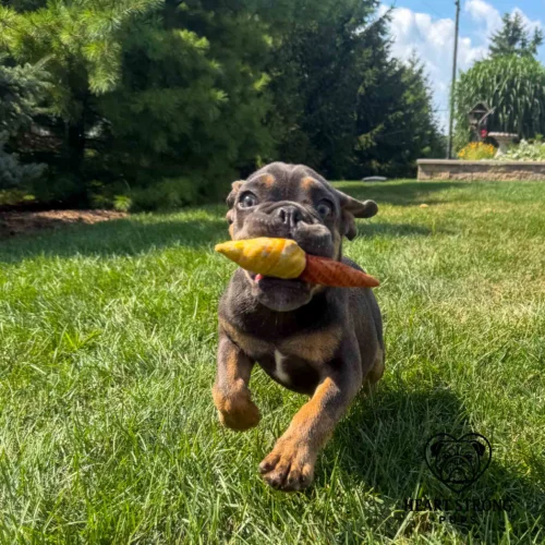 English Bulldog puppy running with toy in its mouth