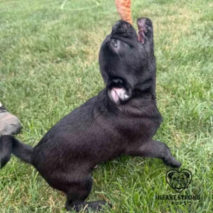 Black Pug puppy playing in the grass, trying to grab a toy above him