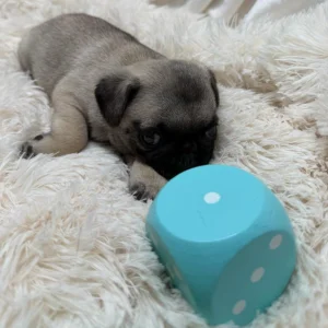 Pug puppy playing with a blue dice toy