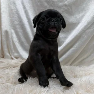 Black Pug sitting in front of a grey background