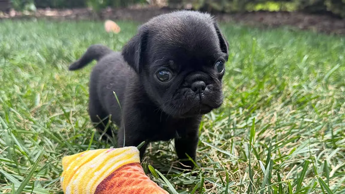 Black Pug puppy playing outside in the grass with an ice cream shaped toy