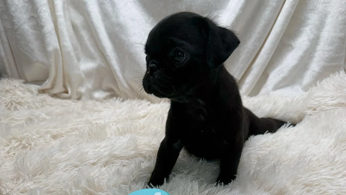 Black Pug puppy sitting on a white blanket