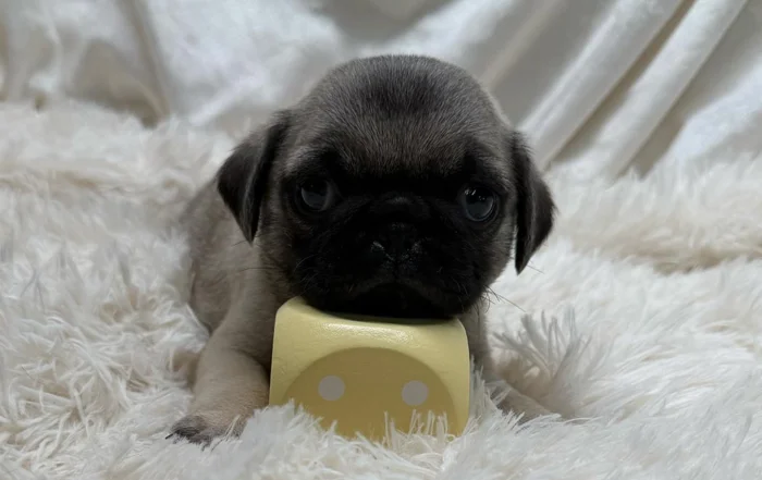 Pug puppy lying down with his face on top of a yellow cube