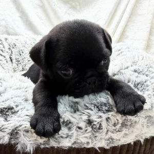 Pug puppy lying in a grey dog bed