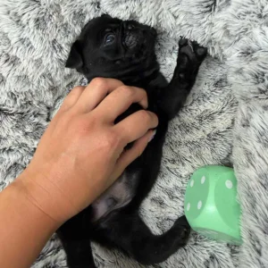Pug puppy playing in his dog bed with the trainer and a green toy